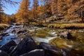 La ClareÃÂe river with larch trees in full Fall colors. NeÃÂvache, Hautes-Alpes, Alps, France